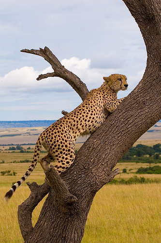 safari-kenia.jpg