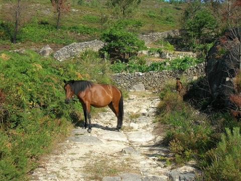 caballo-en-portugal.jpg